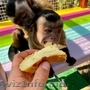  Monkeys for adoption